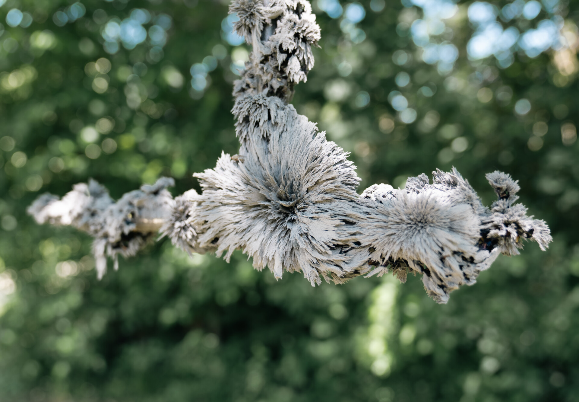 Quirin Krumbholz, magnetic art 